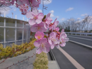 早咲きの桜 | 津山市 今井さん