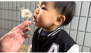 タンポポの綿毛 | 岡山市　かいのかぁちゃんさん