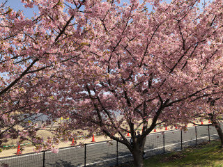 河津桜 | 岡山市 マーさん