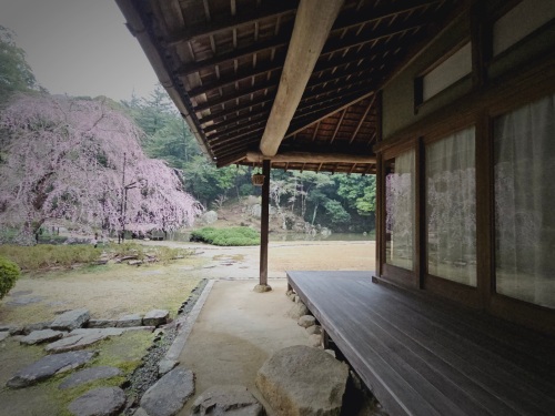 禅寺の垂れ桜 | 岡山市　河西さん