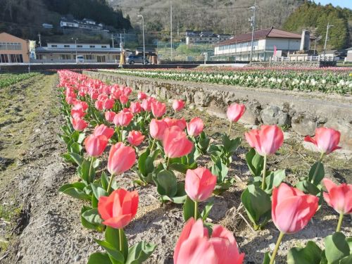 咲いた咲いたチューリップの花 | 新見市　藤澤さん