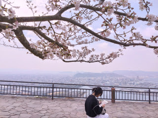 やしまーるの桜 | 倉敷市　たかまろさん