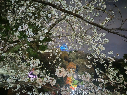 桜越しの丸亀城 | 坂出市 和田さん