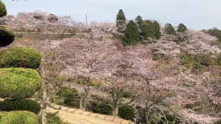 種松山のサクラ | 倉敷市　ママさん