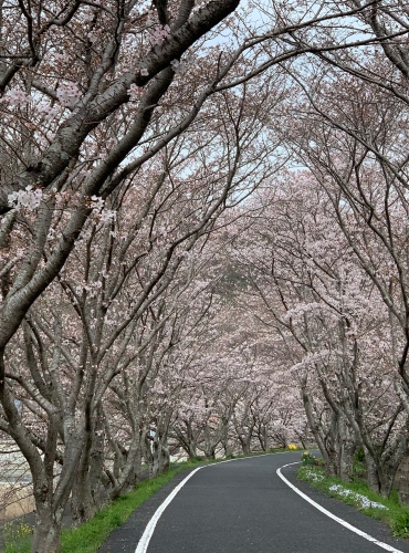 散歩コース | 井原市 カモメの水兵さん