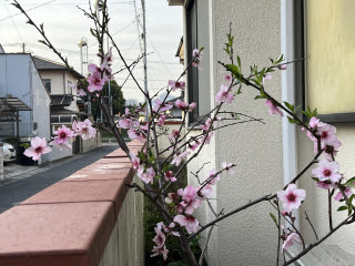 アーモンドの花 | 岡山市　あきおくんさん