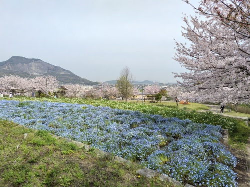 桜とネモフィラ | 坂出市　和田さん
