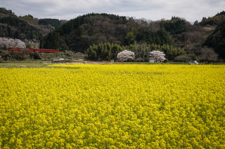 津山線と菜の花 | 岡山市北区　かんちゃんさん
