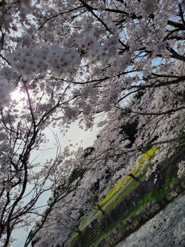 桜と菜の花 | 奈義町　赤座さん