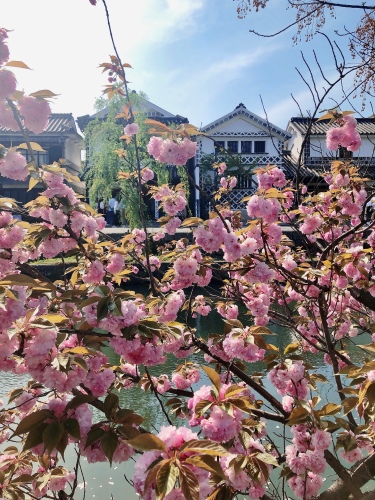 八重桜と白壁 | 倉敷市　サクLOVEさん