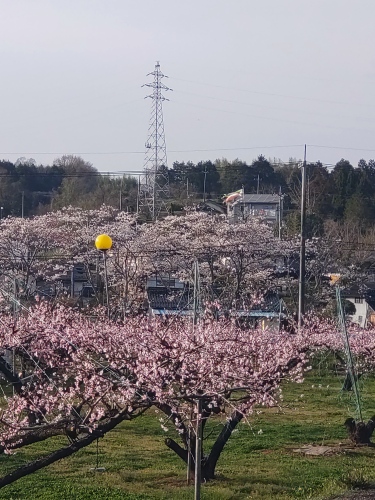 桃に桜に鯉のぼり | 勝央町　マメ太郎さん