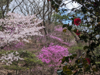 椿と桜とツツジの競演 | 玉野市　久保さん