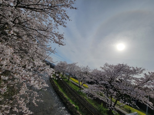 桜と菜の花 | 奈義町　赤座さん