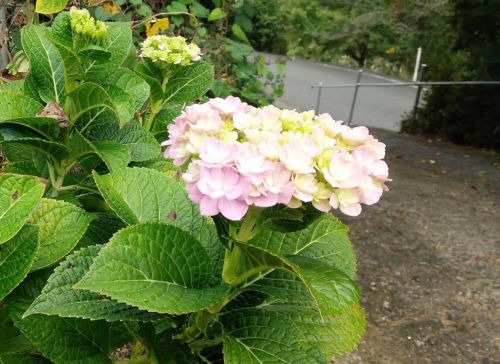 今年2度目のアジサイ開花 | 久米南町 青山さん
