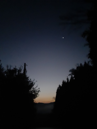 明けの明星 | 真庭市 となりのねこさん