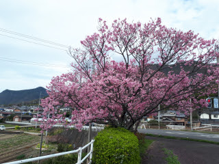 陽光桜 | 観音寺市 鷹野郎さん