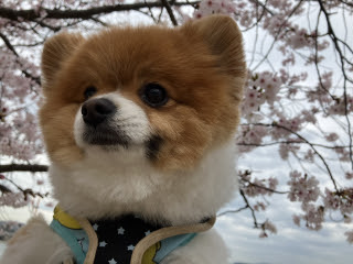 愛犬とお花見 | 倉敷市 あんぽんたぬきさん