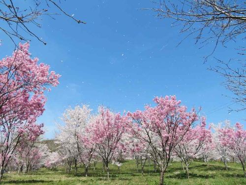 桜の舞 | 倉敷市 手嶋さん