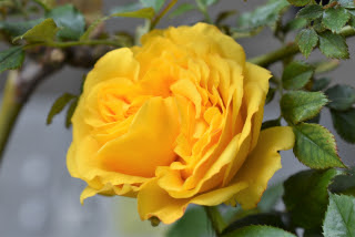 薔薇が咲いた… | 高松市 ジェネラル・ポチさん