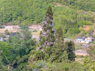 杉ちゃんいつもお世話になります。</br>藤より。 | 真庭市 モモッチの父さん