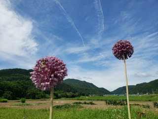 ニンニクの花 | 和気町 のぶこふさん