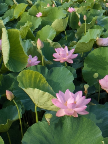 ハスの花 | 倉敷市 ママさん