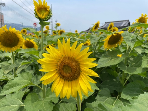 ヒマワリ | 坂出市 うどん県のかっちゃんさん