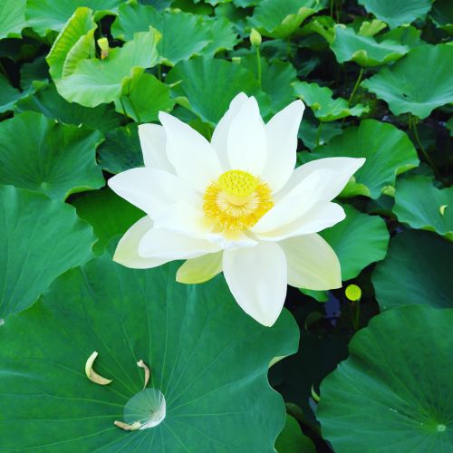 ひっそりと咲く美しいハスの花。 | 坂出市 和田さん