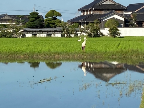 コウノトリが3羽 | 岡山市 しんちゃんさん