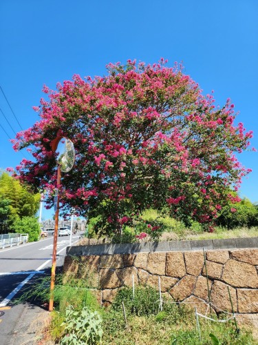 サルスベリ | 岡山市 髙畑さん