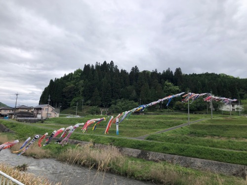 本郷川のこいのぼり | 高梁市 別所さん