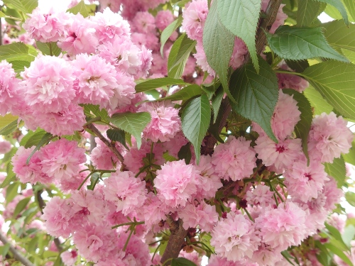 菊桜ふんわりと | 岡山市　横山さん
