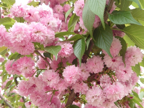 菊桜ふんわりと | 岡山市 横山さん