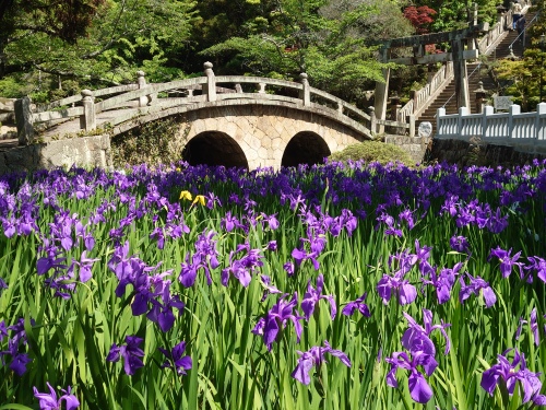 満開のカキツバタ | 岡山市　横山さん