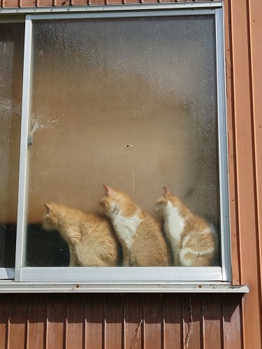 くつろぐ猫たち | 岡山市 岡田さん