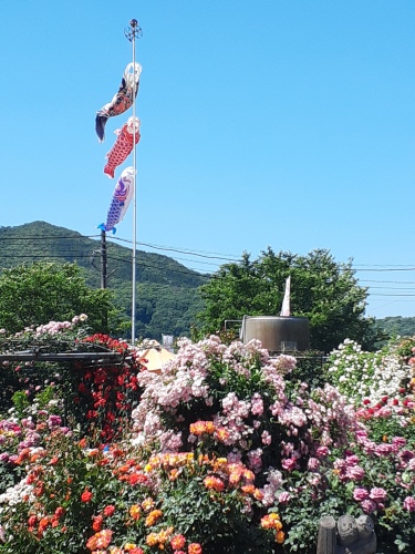 日笠バラ園 | 倉敷市 すばるじぃじさん