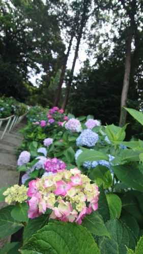 色とりどりの紫陽花 | 岡山市　ささささん