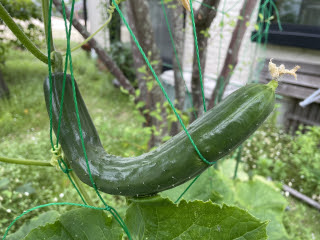 ハンモックでの〜んびりなきゅうり！ | 総社市　ななさん