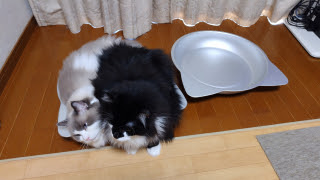 猫鍋に… | 瀬戸内市 白クマさん