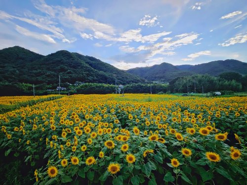 満開のひまわり畑 | 岡山市 河西さん