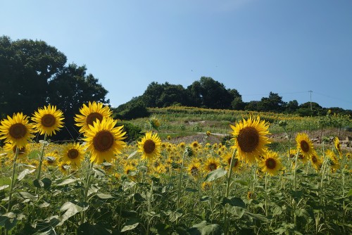 夏の花ひまわり | 備前市 土橋さん