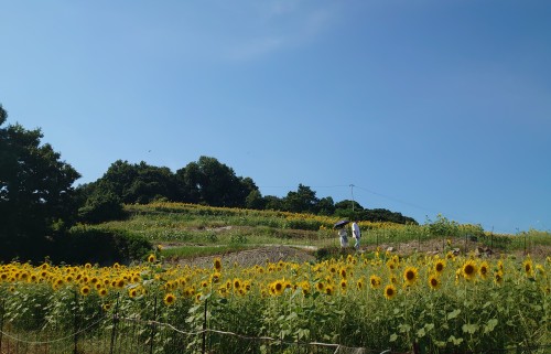 夏の花ひまわり | 備前市 土橋さん