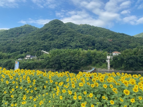 赤いひまわりをさがせ！ | 岡山市　高橋さん