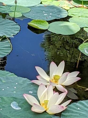 蓮の花 | 多度津町 島本さん