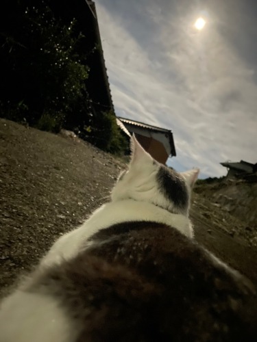 猫もお月見 | 総社市 こばちゃんさん