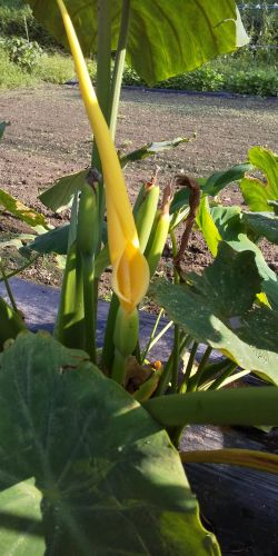 初めて里芋の花が咲きました | 津山市 中塚さん