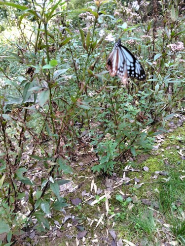 アサギマダラが飛来してます。 | 瀬戸内市 野﨑さん