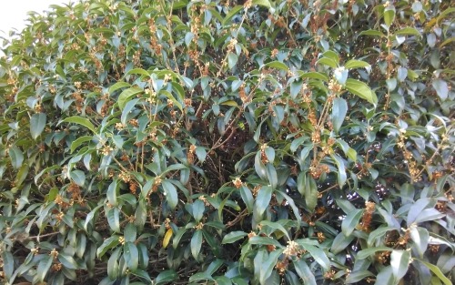 キンモクセイ、二回目の開花! | 高梁市 丹下さん