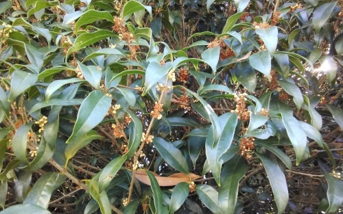 キンモクセイ、二回目の開花! | 高梁市 丹下さん