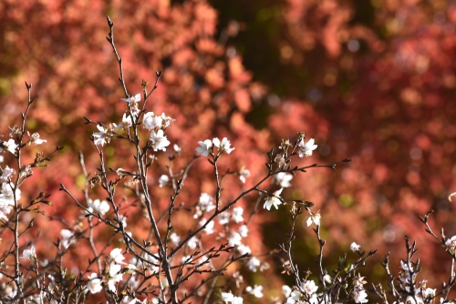 神代四季桜 | 真庭市　江森さん